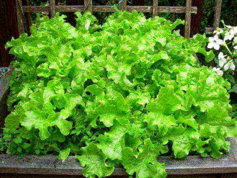 how to grow lettuce leaves at home