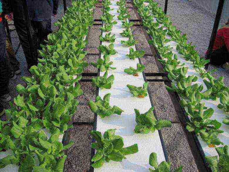 how to grow lettuce leaves at home