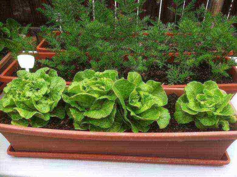 how to grow lettuce leaves at home