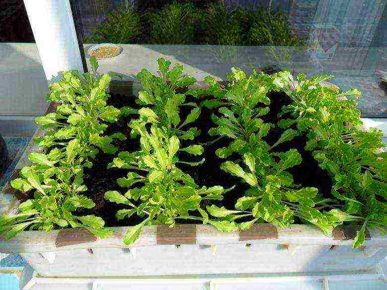 how to grow lettuce leaves at home