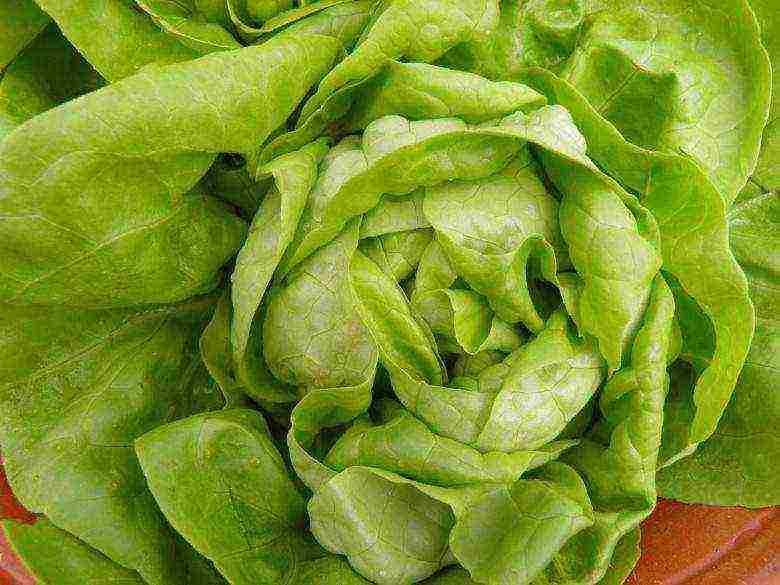 how to grow lettuce leaves at home