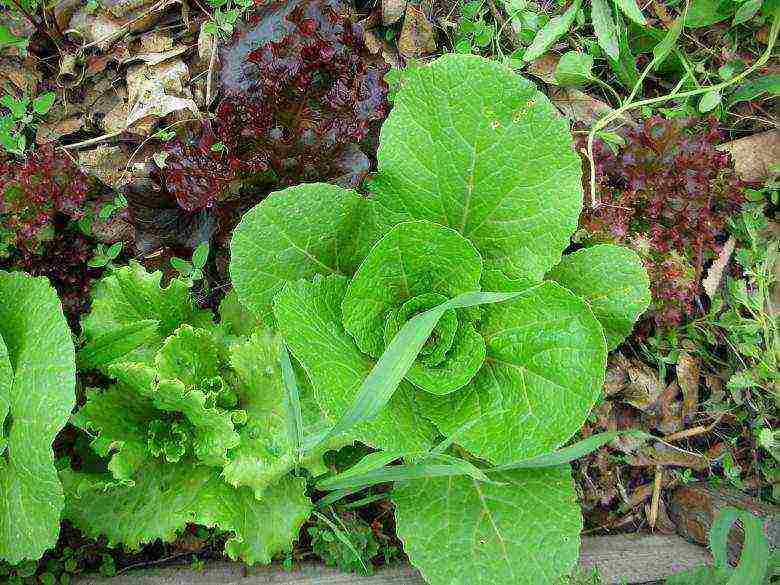 how to grow lettuce leaves at home