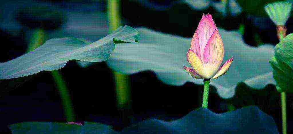 how to grow a lotus at home