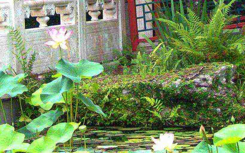 how to grow a lotus at home