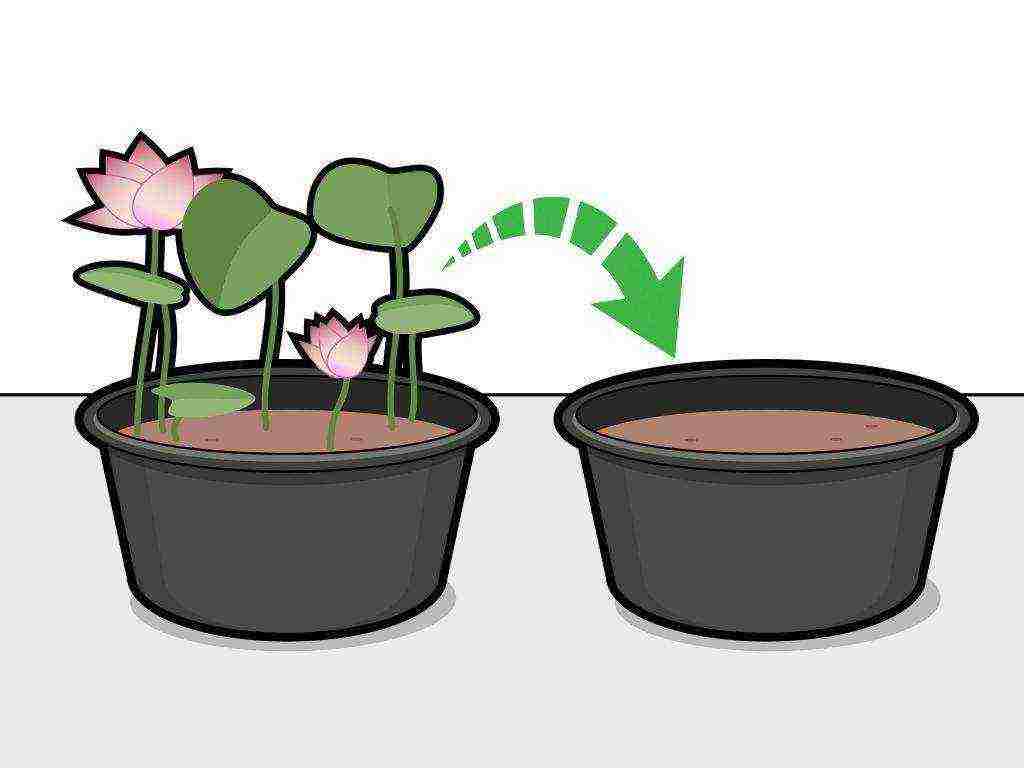 how to grow a lotus at home