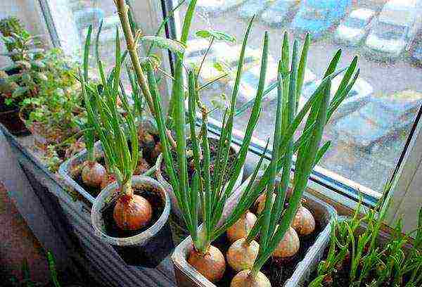 kung paano palaguin ang mga sibuyas sa bahay sa taglamig sa isang windowsill