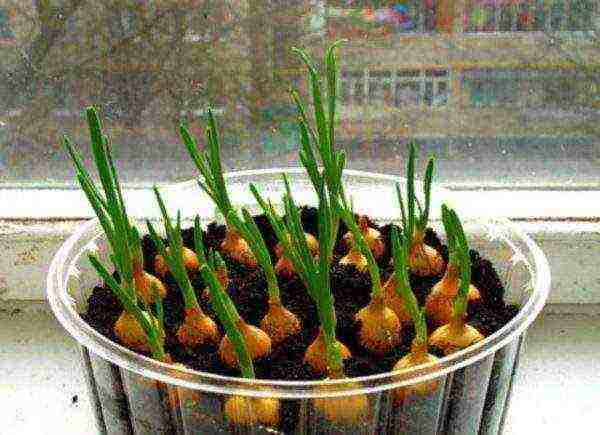 how to grow onions at home in winter on a windowsill