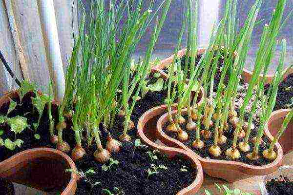 how to grow onions at home in winter on a windowsill