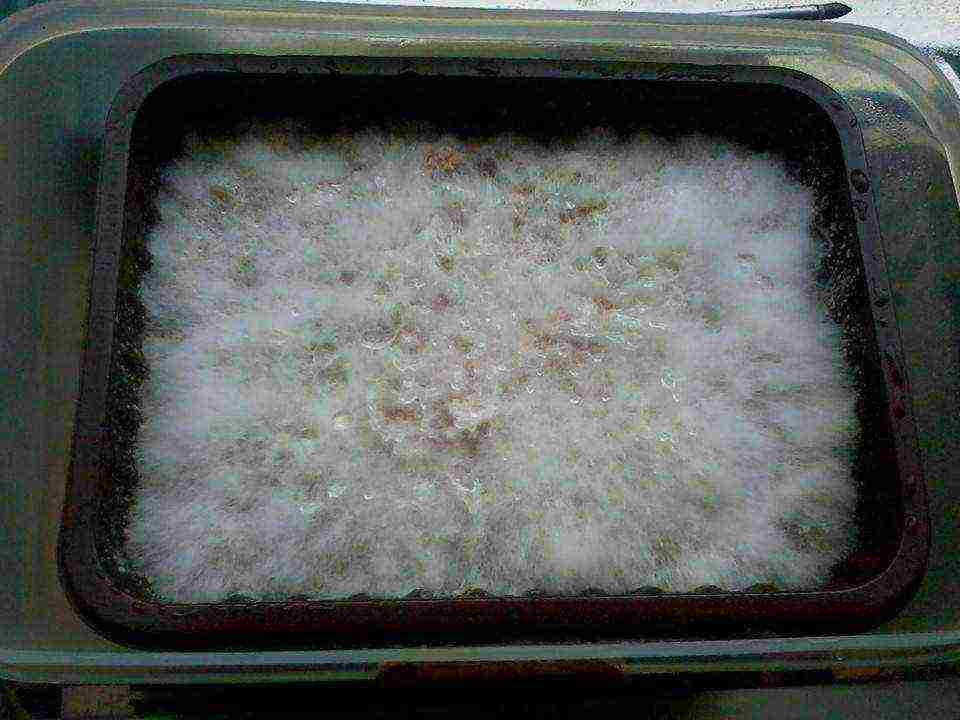 kung paano palaguin ang mycelium ng kabute sa bahay