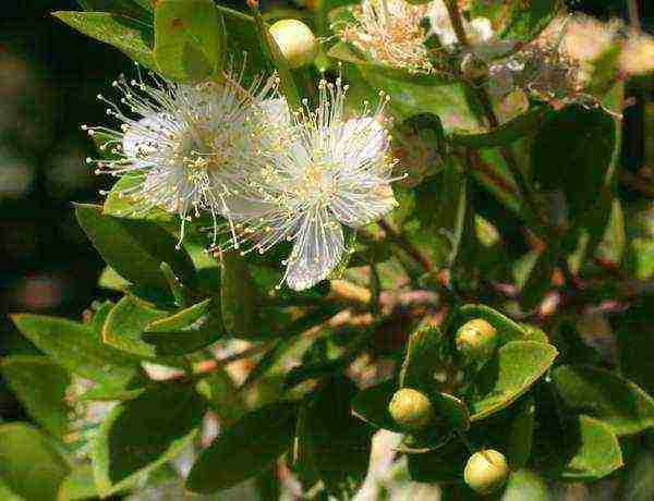 how to grow myrtle at home from seeds