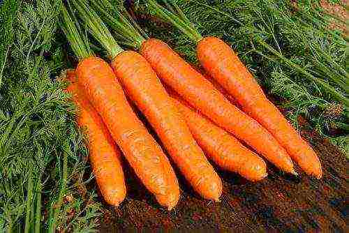 how to grow carrots on an industrial scale