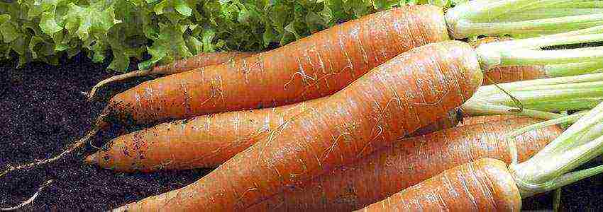 how to grow carrots on an industrial scale