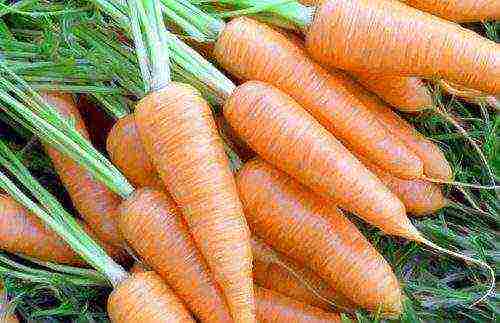 how to grow carrots on an industrial scale