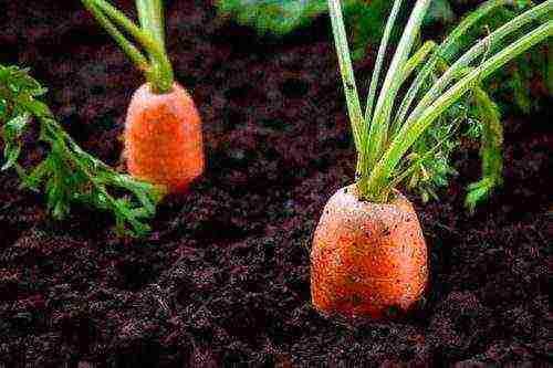 how to grow carrots on an industrial scale