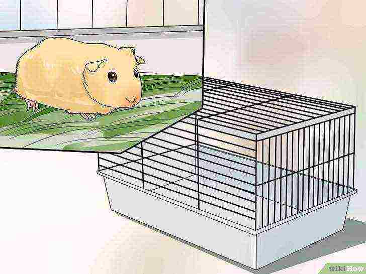 kung paano magtaas ng mga guinea pig sa bahay