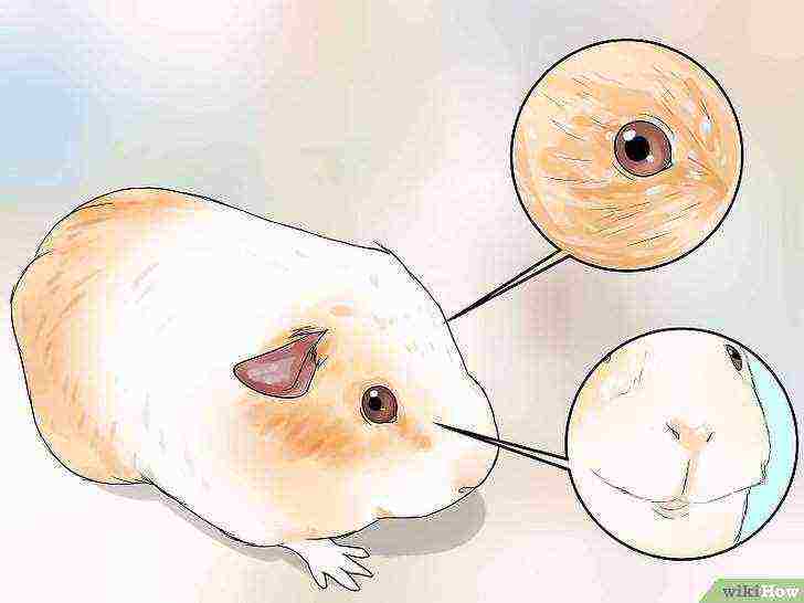 how to raise guinea pigs at home
