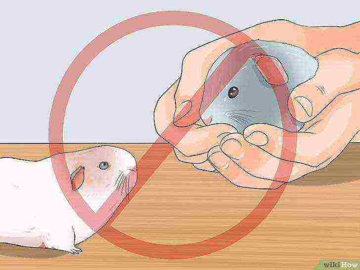 how to raise guinea pigs at home