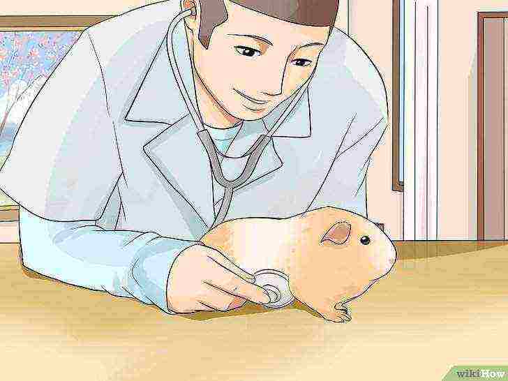 how to raise guinea pigs at home