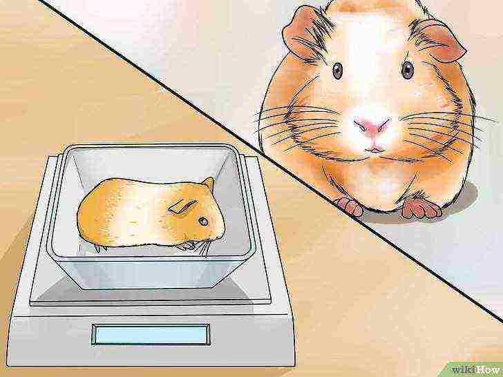 how to raise guinea pigs at home