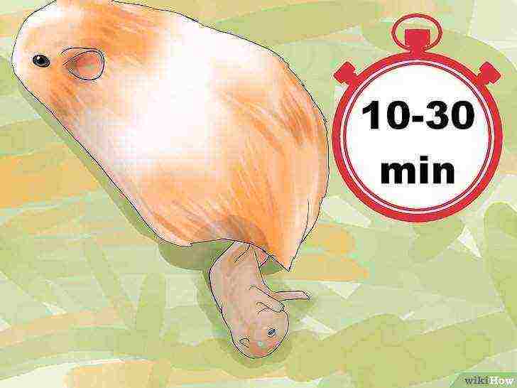 how to raise guinea pigs at home