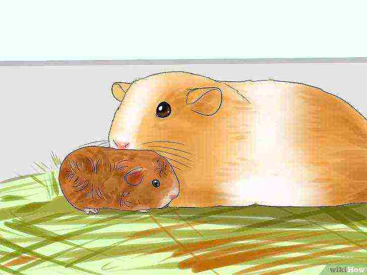 how to raise guinea pigs at home