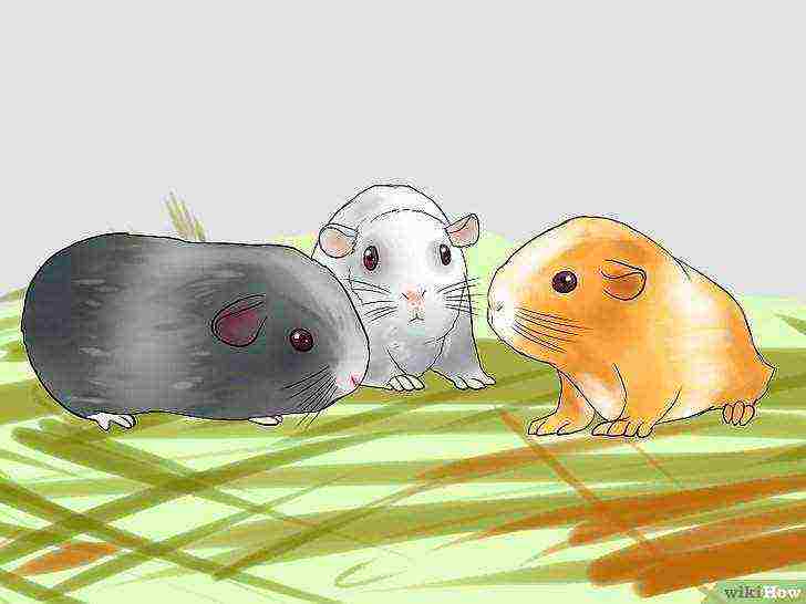 how to raise guinea pigs at home