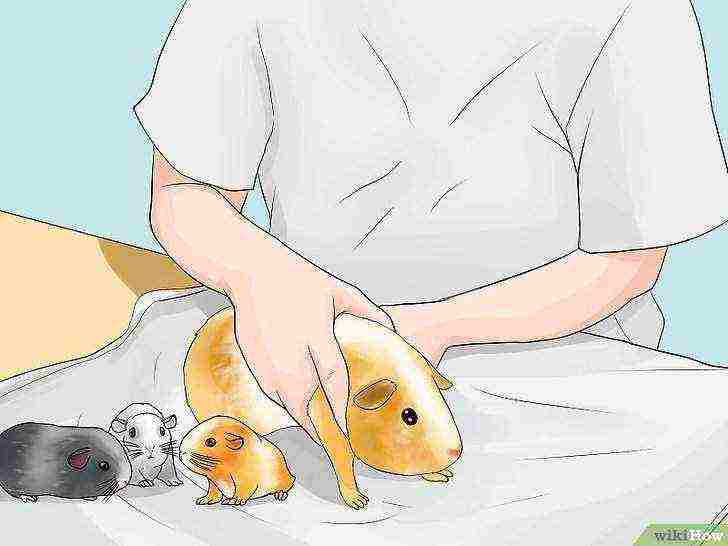 how to raise guinea pigs at home