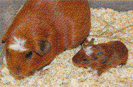 how to raise guinea pigs at home