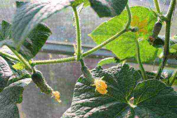 how to grow cucumbers in a polycarbonate greenhouse