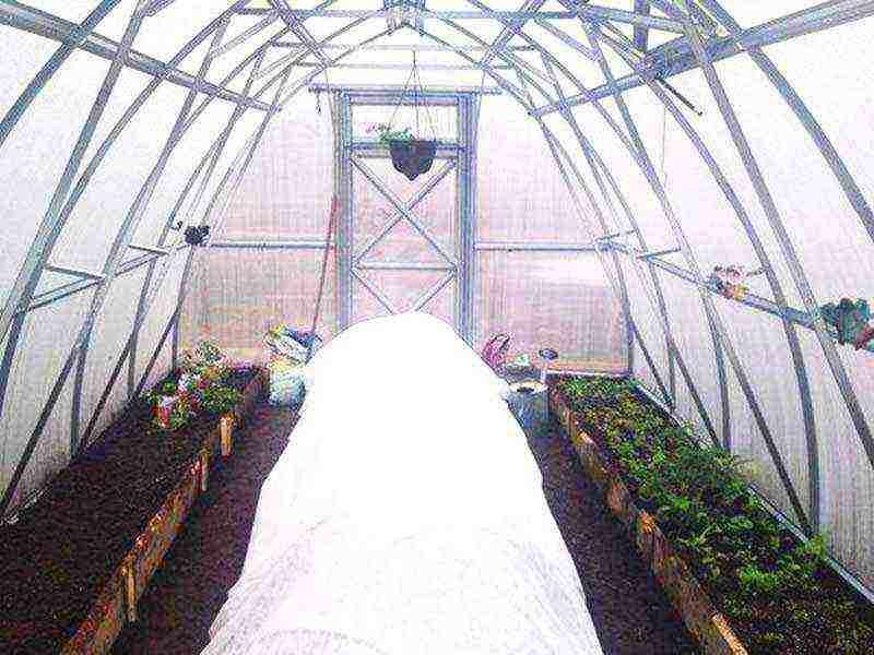 how to grow cucumbers in a polycarbonate greenhouse