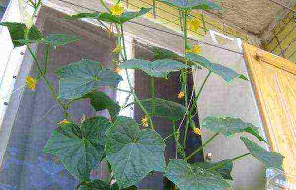 how to grow cucumbers all year round at home