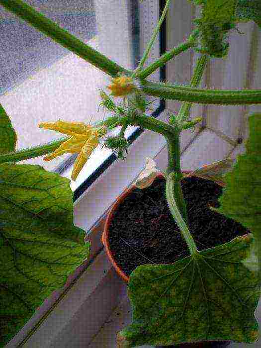 how to grow cucumbers all year round at home