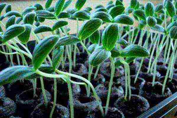 kung paano palaguin ang mga pipino sa windowsill buong taon