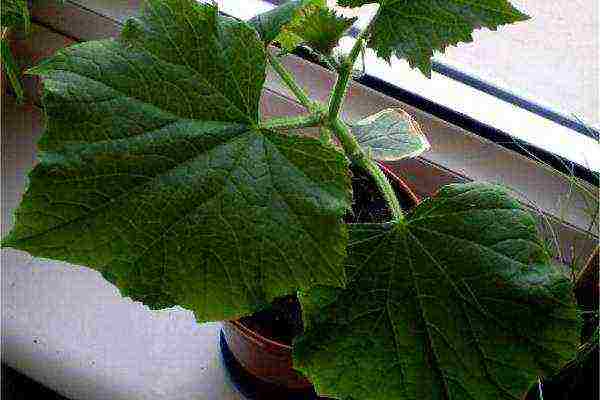 kung paano palaguin ang mga pipino sa windowsill buong taon