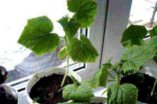 how to grow cucumbers on the windowsill all year round