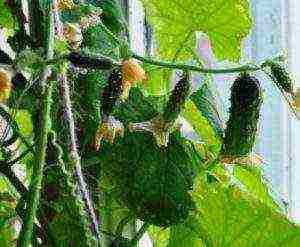 how to grow cucumbers on the windowsill all year round