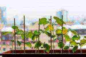 kung paano palaguin ang mga pipino sa windowsill buong taon