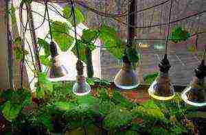 how to grow cucumbers on the windowsill all year round