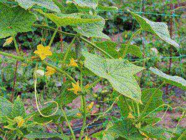 how to grow cucumbers at home outdoors