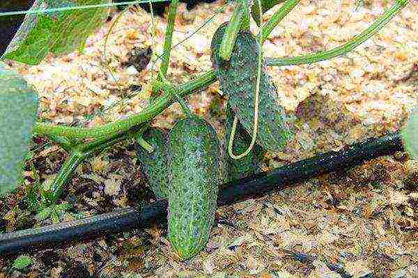 kung paano palaguin ang mga pipino sa bahay sa labas