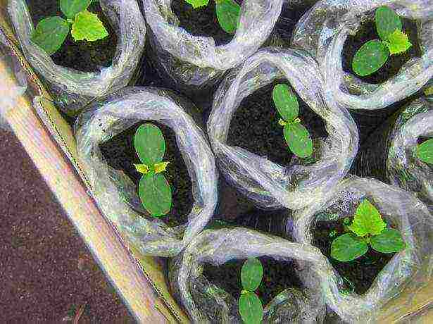 kung paano palaguin ang mga pipino sa bahay sa labas