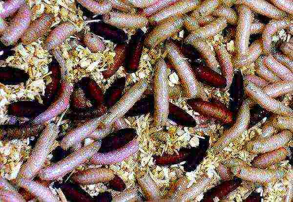 how to grow maggots on an industrial scale