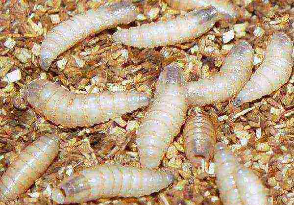 how to grow maggots on an industrial scale