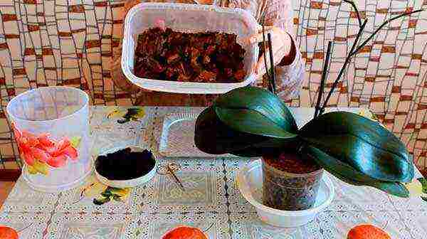 how to grow orchids at home you need to transplant them