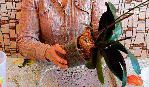 how to grow orchids at home you need to transplant them