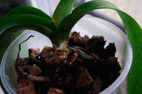 how to grow orchids at home you need to transplant them