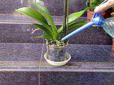 how to grow orchids at home you need to transplant them