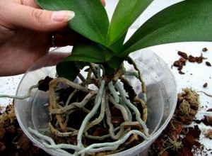 how to grow orchids at home