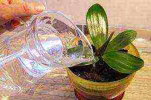 how to grow an orchid at home