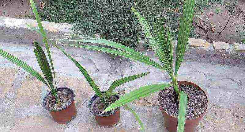 how to grow a palm tree at home